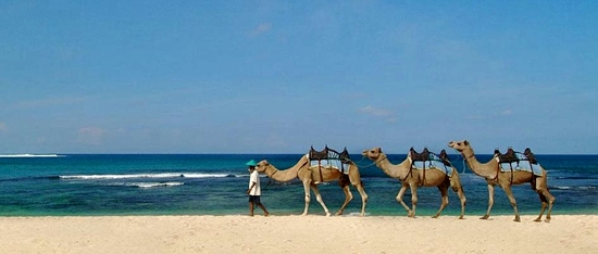 Camel Safari przed Grand Nikko Bali